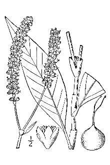 <i>Persicaria portoricensis</i> (Bertero ex Small) Small