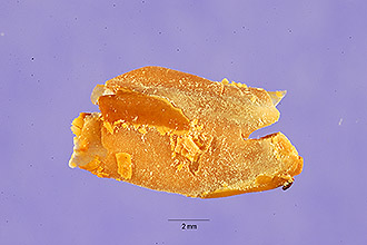 <i>Peltophorum inerme</i> (Roxb.) Naves ex Fernald-Vill.