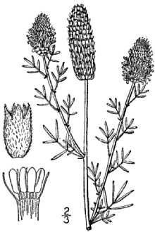 <i>Petalostemon purpureus</i> (Vent.) Rydb. var. mollis (Rydb.) B. Boivin
