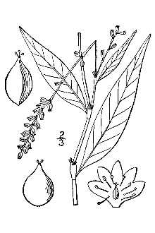 <i>Persicaria punctata</i> (Elliott) Small