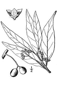 <i>Persea pubescens</i> (Pursh) Sarg.
