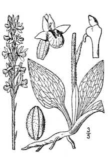 <i>Peramium pubescens</i> (Willd.) MacMill.