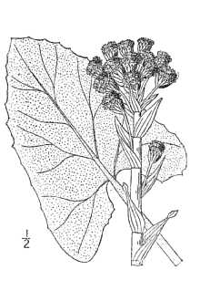 <i>Petasites sagittatus</i> (Banks ex Pursh) A. Gray