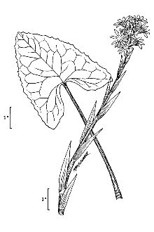 <i>Petasites sagittatus</i> (Banks ex Pursh) A. Gray