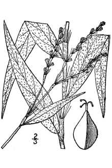 <i>Persicaria setacea</i> (Baldw.) Small var. interjecta (Fernald) C.F. Reed