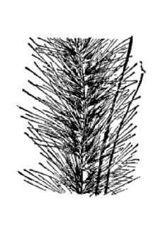 <i>Pennisetum ruppelii</i> Steud.