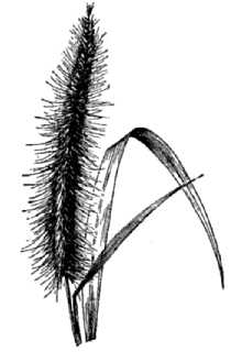<i>Pennisetum polystachyon</i> (L.) Schult. ssp. setosum (Sw.) Brunken, orth. var.