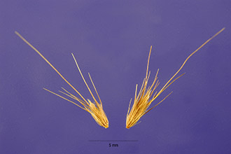 <i>Pennisetum polystachyon</i> (L.) Schult. ssp. setosum (Sw.) Brunken, orth. var.