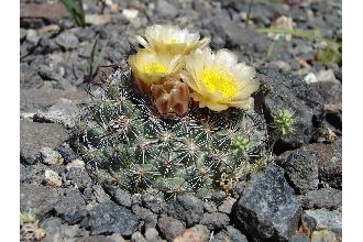 Mountain Ball Cactus