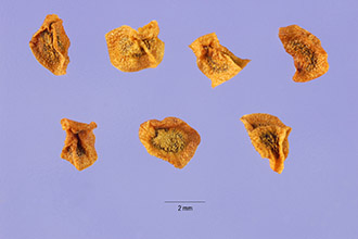 <i>Penstemon speciosus</i> Douglas ex Lindl. ssp. kennedyi (A. Nelson) D.D. Keck