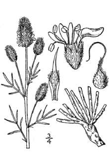 <i>Petalostemon tenuifolius</i> A. Gray
