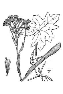 <i>Petasites trigonophylla</i> Greene
