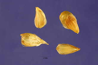 <i>Cenchrus americanus</i> (L.) Morrone