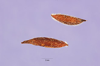Horseshoe Geranium