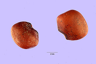 <i>Phaseolus adenanthus</i> G. Mey.