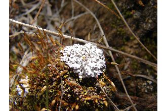 Wreath Lichen