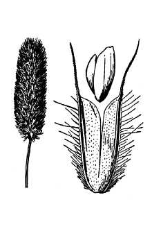 <i>Phleum commutatum</i> Gaudin var. americanum (Fourn.) Hultén