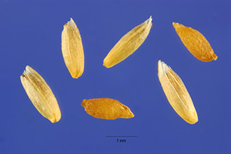 <i>Phleum alpinum</i> L. var. commutatum (Gaudin) Griseb.