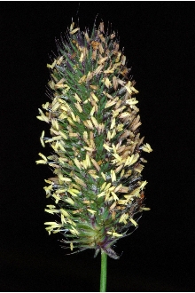<i>Phleum alpinum</i> L. var. commutatum (Gaudin) Griseb.