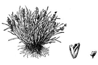 <i>Agrostis algida</i> Sol.