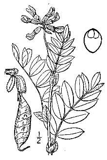 <i>Astragalus frigidus</i> (L.) A. Gray var. americanus (Hook.) S. Watson