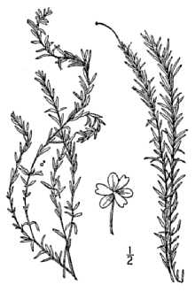 <i>Udora verticillata</i> (L. f.) Spreng. var. minor Engelm. ex Caspary