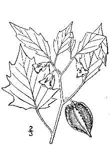 <i>Physalis angulata</i> L. var. pendula (Rydb.) Waterf.