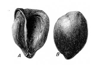 <i>Photinia arbutifolia</i> Lindl.