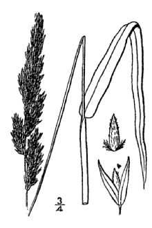 <i>Phalaris arundinacea</i> L. var. picta L.