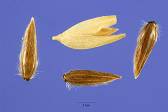<i>Phalaroides arundinacea</i> (L.) Raeusch. var. picta (L.) Tzvelev
