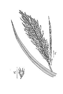 <i>Phragmites communis</i> Trin. ssp. berlandieri (Fourn.) Á. Löve & D. Löve