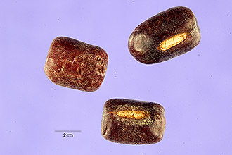 <i>Phaseolus radiatus</i> L.
