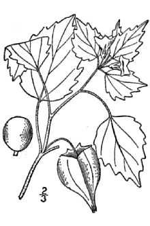 <i>Physalis barbadensis</i> Jacq.