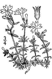 <i>Phlox subulata</i> L. var. brittonii (Small) Wherry