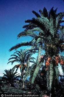 Canary Island Date Palm