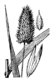 California Canarygrass