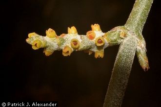 <i>Phoradendron californicum</i> Nutt. var. leucocarpum (Trel.) Jeps.