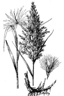 <i>Phragmites australis</i> (Cav.) Trin. ex Steud. var. berlandieri (Fourn.) C.F. Reed