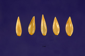 <i>Phalaris caerulescens</i> Desf., orth. var.
