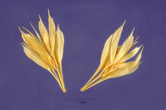 <i>Phalaris caerulescens</i> Desf., orth. var.