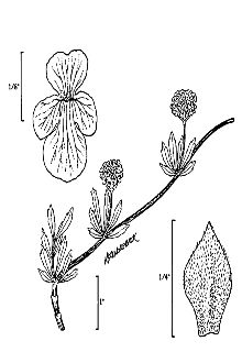 <i>Lippia cuneifolia</i> (Torr.) Steud.