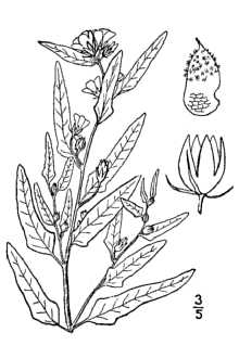 <i>Sphaeralcea angustifolia</i> (Cav.) G. Don var. lobata (Wooton) Kearney