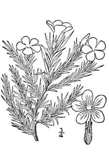 <i>Phlox caespitosa</i> Nutt. ssp. eucaespitosa Brand