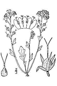 Smallflower Phacelia
