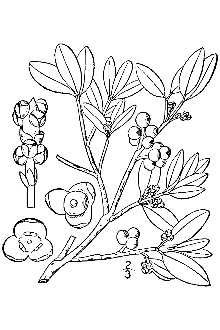 <i>Phoradendron flavescens</i> (Pursh) Nutt. ex A. Gray.