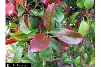 burgundy ficus plant Ficus elastica 'Burgundy Rubber Plant' main image 1