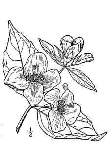 <i>Philadelphus inodorus</i> L. var. grandiflorus (Willd.) A. Gray