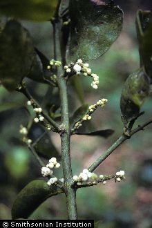 Tropical Mistletoe