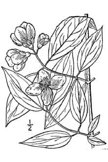 <i>Philadelphus grandiflorus</i> Willd.