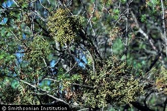 <i>Phoradendron juniperinum</i> Engelm. ex A. Gray var. ligatum (Trel.) Fosberg